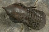 Pelagic Trilobite (Cyclopyge) Fossil - Huge Eyes #344603-2